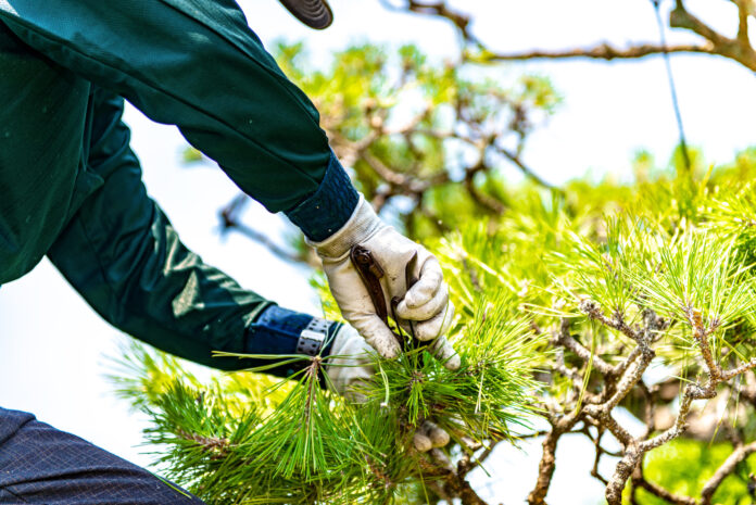 Immigrate To Canada As A Landscaping Contractor Or Supervisor: All You Need To Know